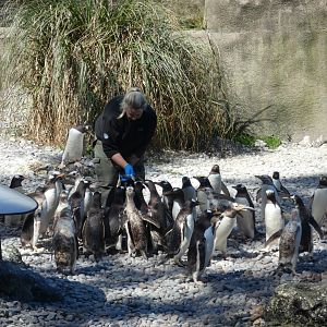 Gentoo penguins feeding