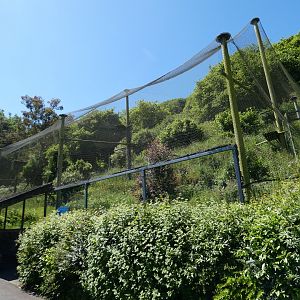 White-tailed sea eagle aviary