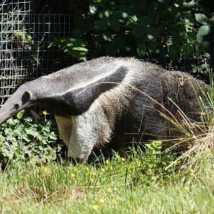 Giant anteater