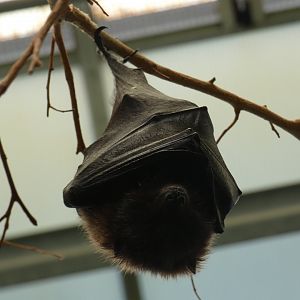 Rodrigues fruit bat