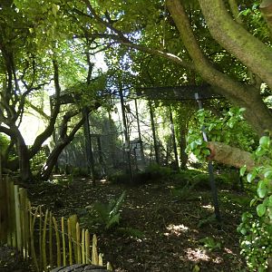 Red squirrel enclosure