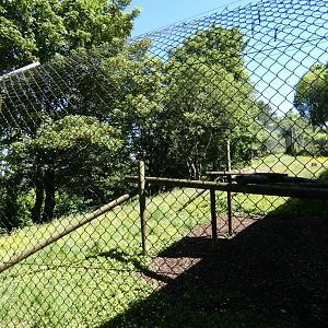Belted ruffed lemur enclosure