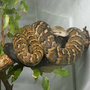 Jamaican boa