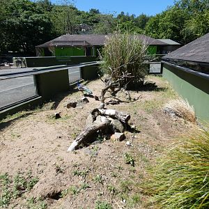 Yellow mongoose enclosure