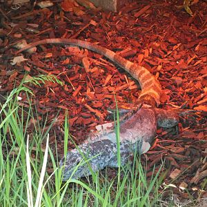 Utila spiny-tailed iguana outdoors