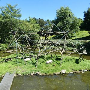 Spider monkey island