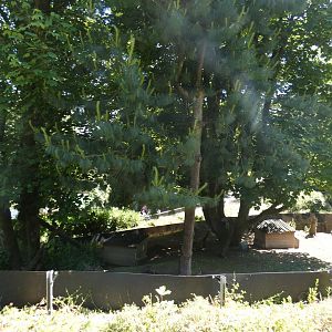 Black-tailed prairie dog enclosure