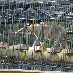 Scottish wildcat