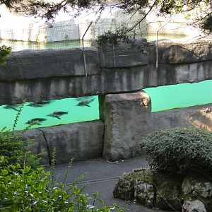 Penguin underwater viewing