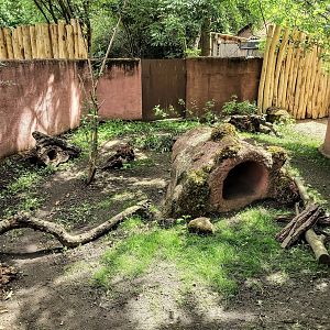 South-east Australian short-beaked echidna outdoor enclosure