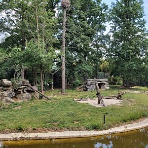 Asiatic lion enclosure