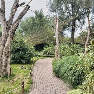Ring-tailed lemur and red ruffed lemur walktrough exhibit