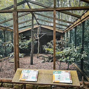 Ring-necked pheasant