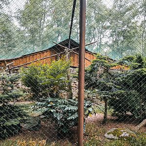 (Eurasian) eagle owl