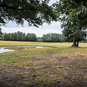 Fallow deer, tarpan and highland cattle