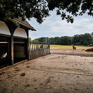 Fallow deer, tarpan and highland cattle