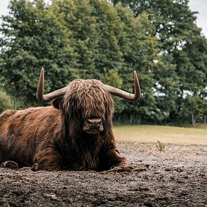 Highland Bull