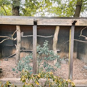 (Eurasian) tawny owl