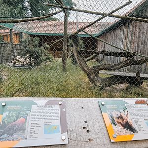 red-bellied lemur and crimson-bellied tragopan