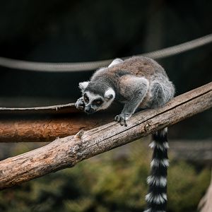 Ring tailed lemur