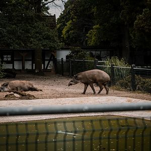 Tapir