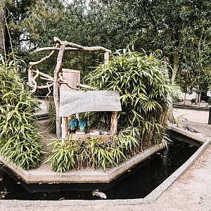 Blue and gold macaw island