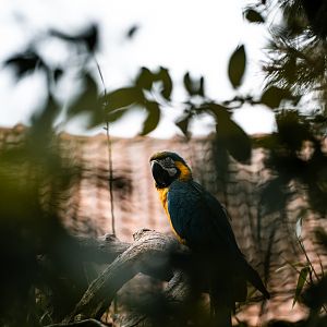 Blue and gold macaw