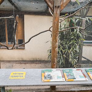 African grey and eclectus parrot