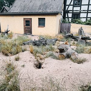 yellow mongoose and meerkat