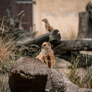 yellow mongoose and meerkat