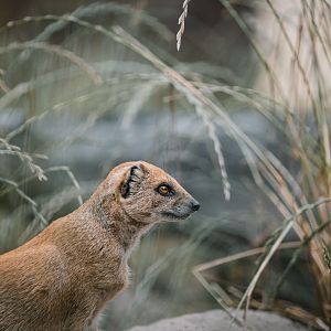 yellow mongoose