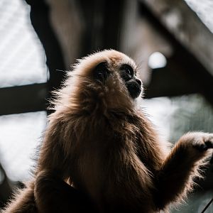 Gibbon