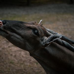 Eland antelope