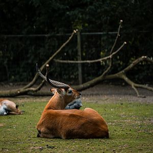 Red Lechwe