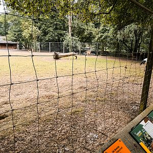 Axis deer and cranes