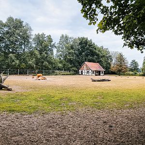 Banteng, Blackbuck and Crane