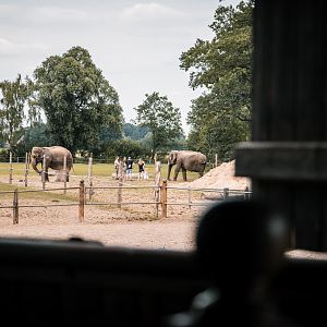 Elephants