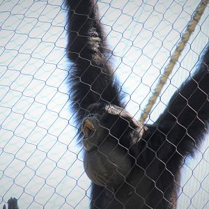 Primate Point - Siamang