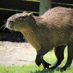 Capybara