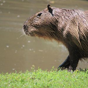 Capybara