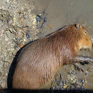Capybara