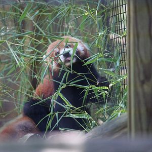 African Savanna - Himalayan Red Panda