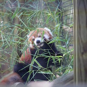 African Savanna - Himalayan Red Panda