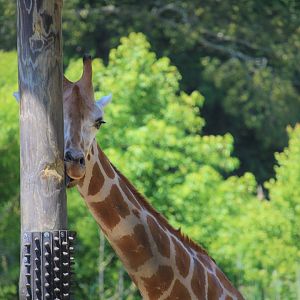 African Savanna - Giraffe