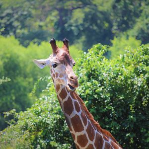 African Savanna - Giraffe