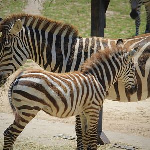 African Savanna - Grant's Zebras