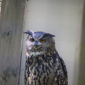 African Savanna - Eurasian Eagle-Owl