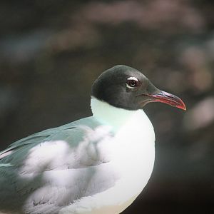North American Laughing Gull