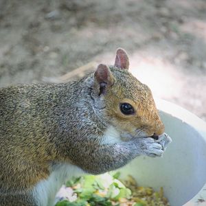 Pennsylvania Gray Squirrel
