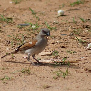 Grey-headed sparrow